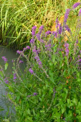 PROGETTO LIFE PARCO DEL DELTA