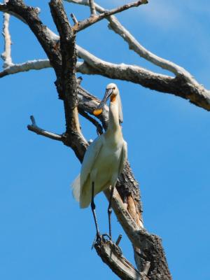 PROGETTO LIFE PARCO DEL DELTA