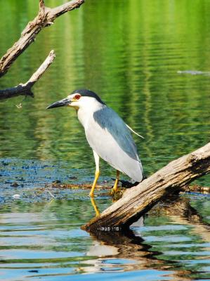 PROGETTO LIFE PARCO DEL DELTA