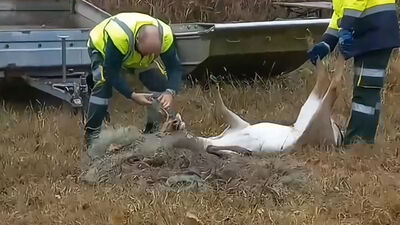 DAINO LIBERATO DA RETE LIDO DI VOLANO