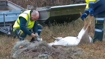 DAINO LIBERATO DA RETE LIDO DI VOLANO