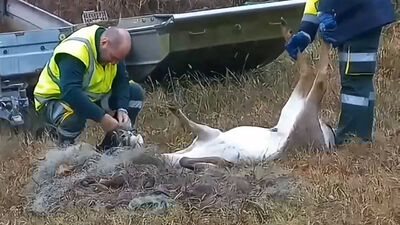 DAINO LIBERATO DA RETE LIDO DI VOLANO
