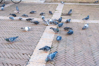 TESTINE NATALE 2025 FERRARA